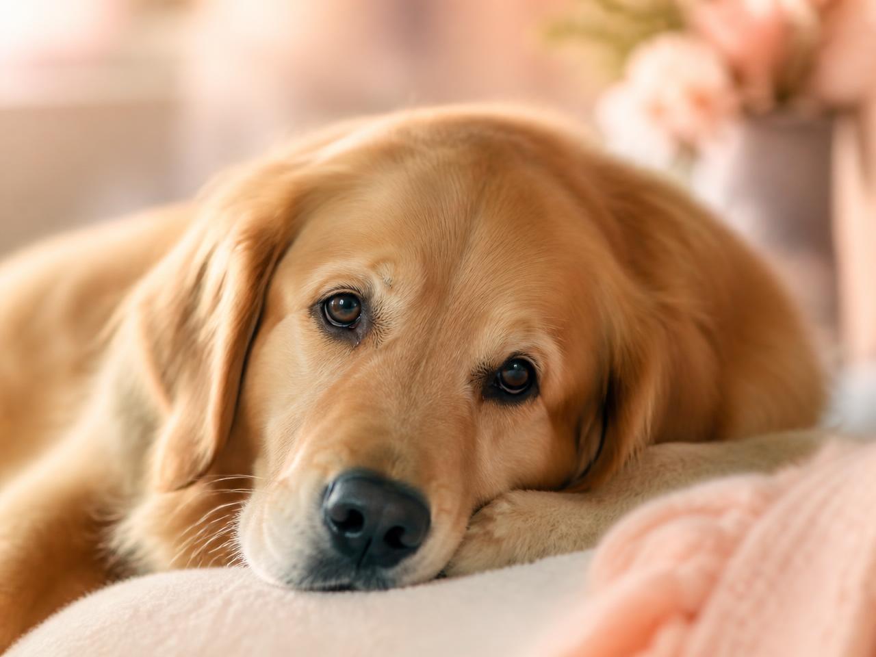A healthy golden retriever resting peacefully in soft light